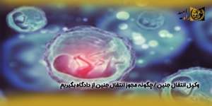 وکیل-انتقال-جنین،چگونه-مجوز-انتقال-جنین-از-دادگاه-بگیریم(راه امید)