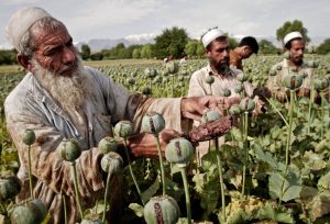 کشت تریاک